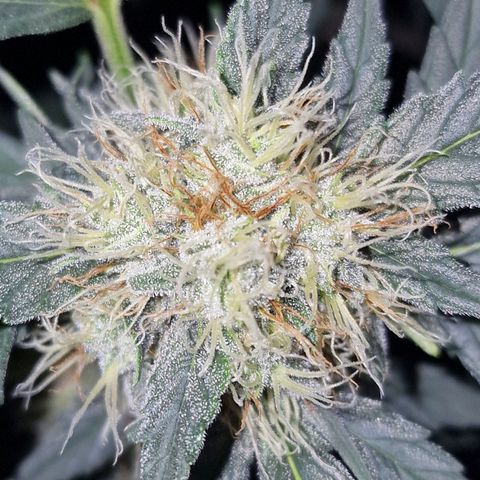 Original Auto White Widow growlog timeline photo