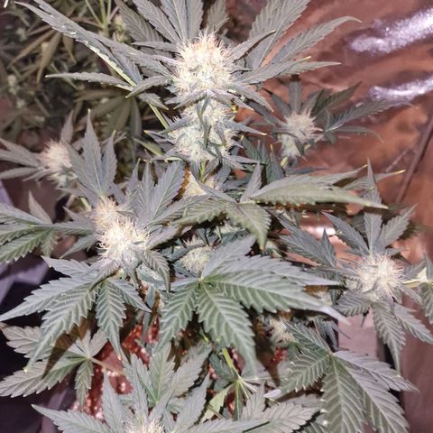 Original Auto White Widow growlog timeline photo