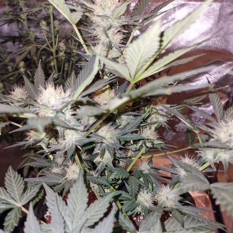 Original Auto White Widow growlog timeline photo