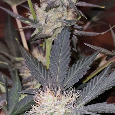 Original Auto White Widow growlog timeline photo