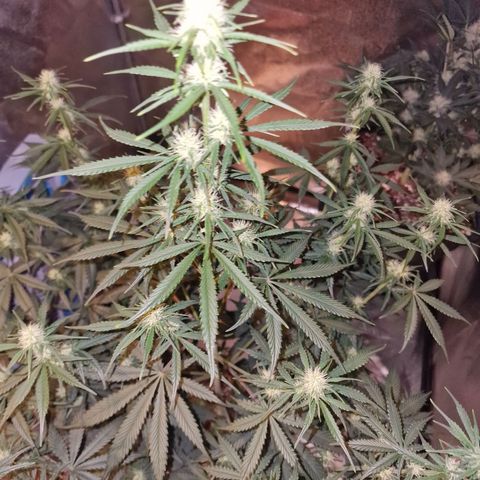 Original Auto OG Kush growlog timeline photo