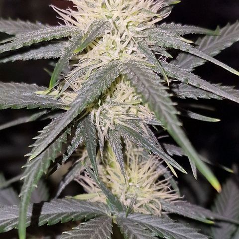 Apple Strudel  Auto growlog timeline photo