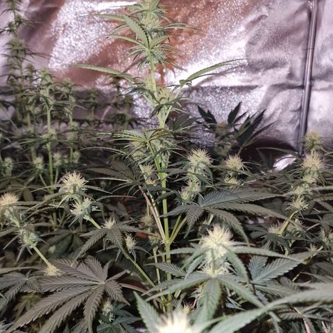 Apple Strudel  Auto growlog timeline photo