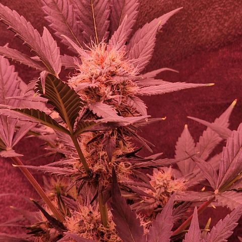 Original Auto White Widow growlog timeline photo