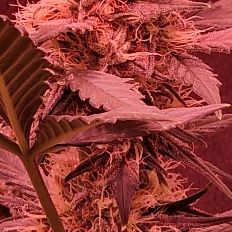 Original Auto White Widow growlog timeline photo