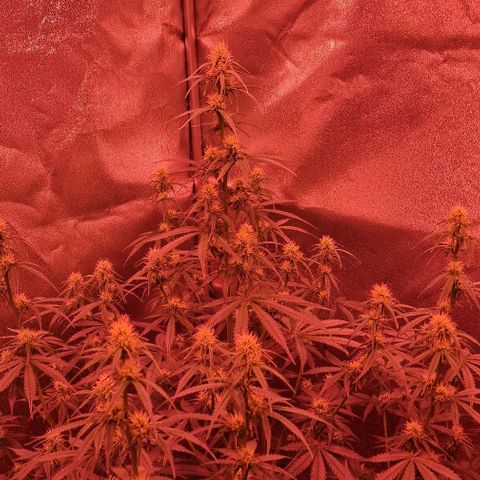 Original Auto OG Kush growlog timeline photo