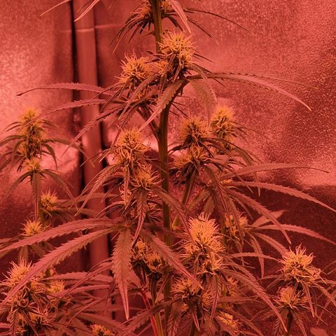Original Auto OG Kush growlog timeline photo