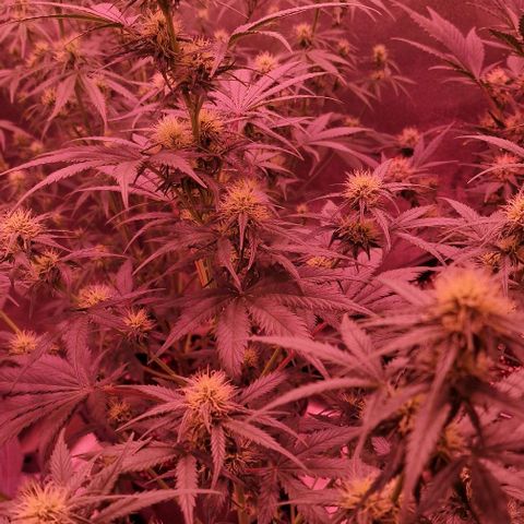 Apple Strudel  Auto growlog timeline photo