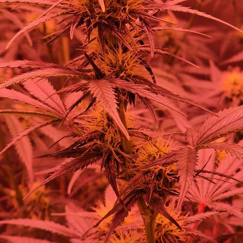 Apple Strudel  Auto growlog timeline photo