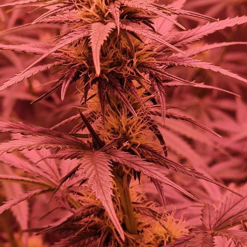 Apple Strudel  Auto growlog timeline photo