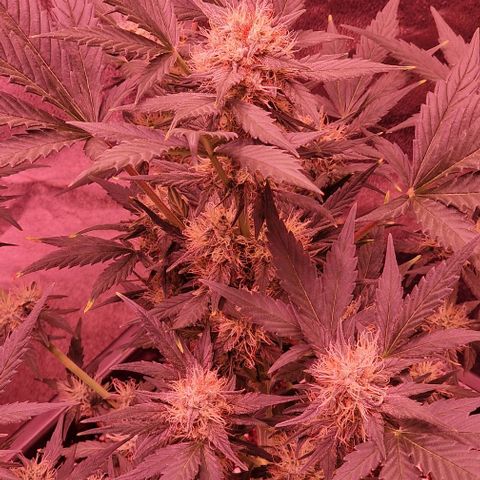 Original Auto White Widow growlog timeline photo