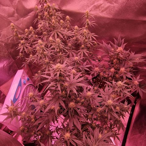 Apple Strudel  Auto growlog timeline photo