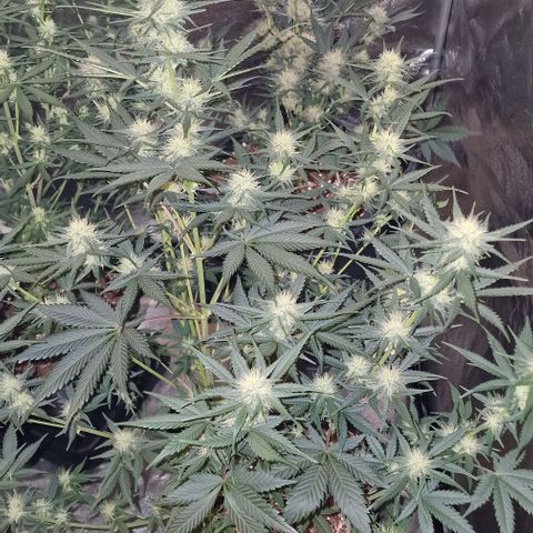 Apple Strudel  Auto growlog timeline photo