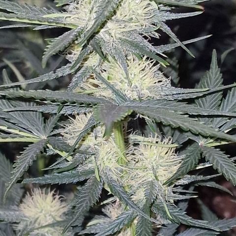 Apple Strudel  Auto growlog timeline photo