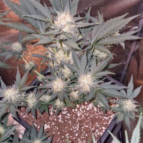 Original Auto White Widow growlog timeline photo