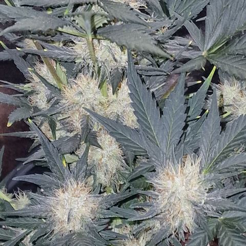 Original Auto White Widow growlog timeline photo