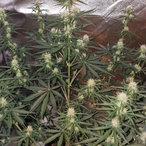 Original Auto OG Kush growlog timeline photo