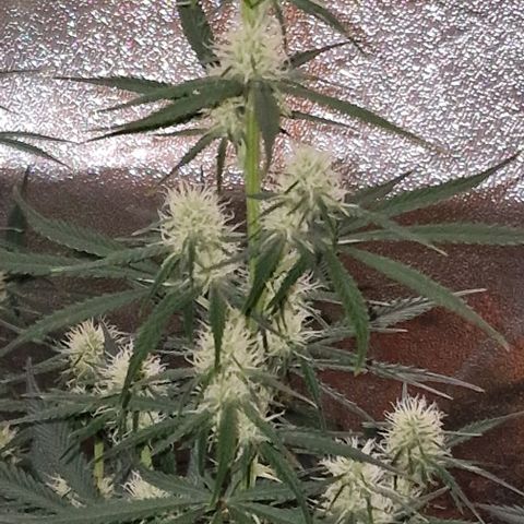 Original Auto OG Kush growlog timeline photo