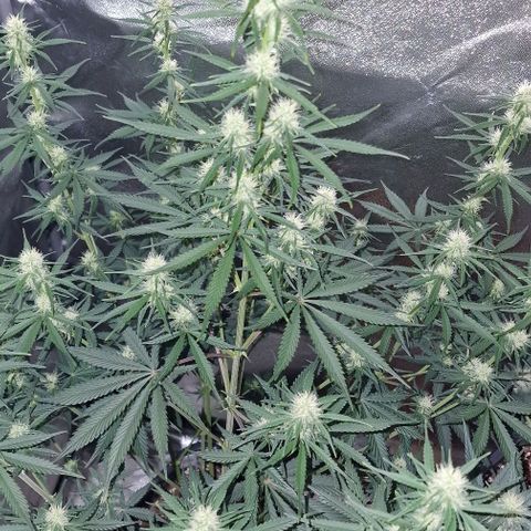 Original Auto OG Kush growlog timeline photo