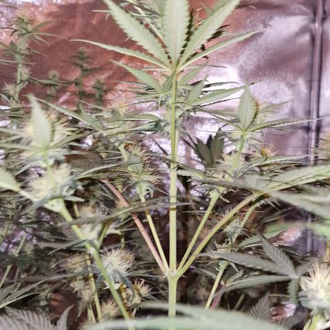 Apple Strudel  Auto growlog timeline photo