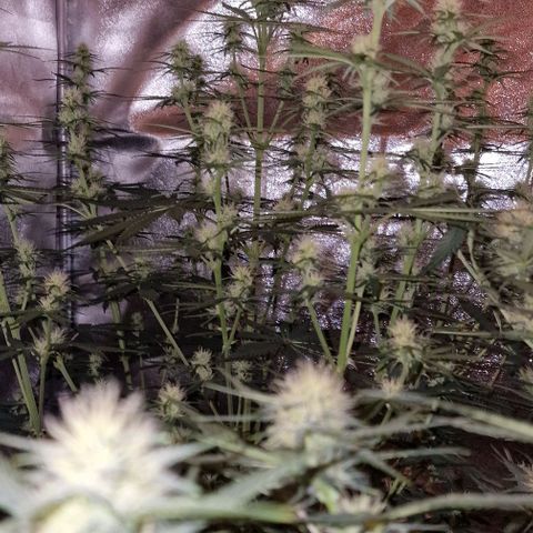 Original Auto OG Kush growlog timeline photo