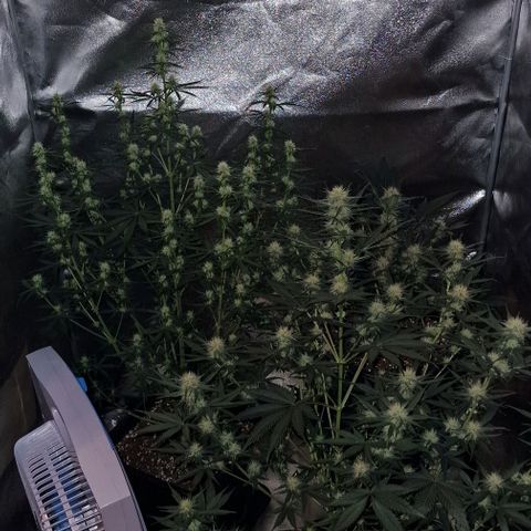 Apple Strudel  Auto growlog timeline photo