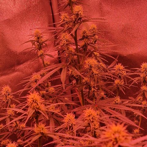 Original Auto OG Kush growlog timeline photo