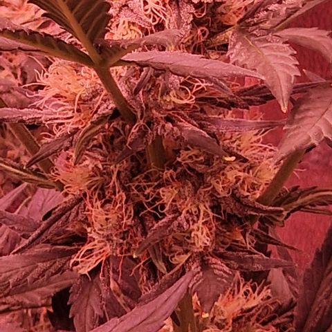 Original Auto White Widow growlog timeline photo
