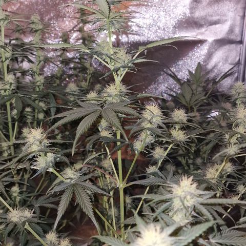 Apple Strudel  Auto growlog timeline photo