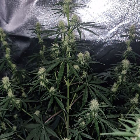 Original Auto OG Kush growlog timeline photo