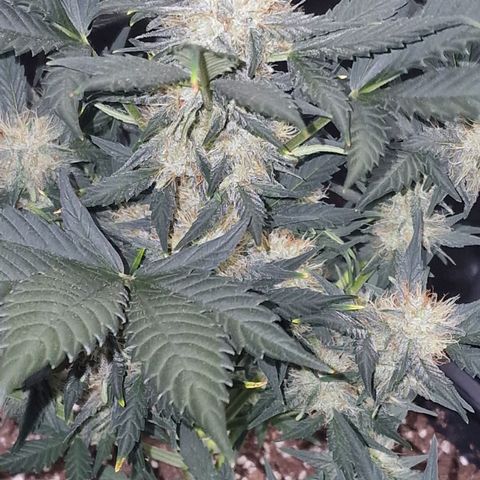 Original Auto White Widow growlog timeline photo