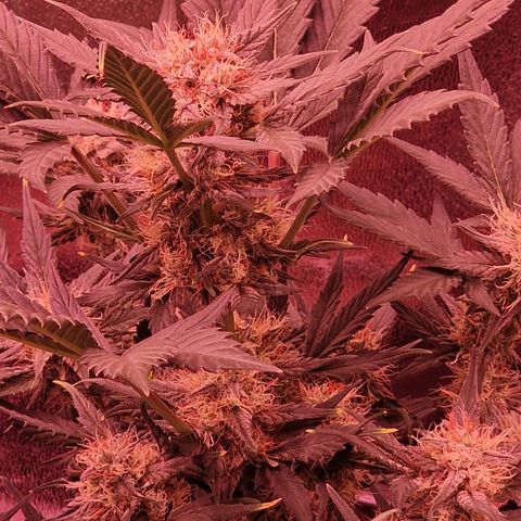 Original Auto White Widow growlog timeline photo