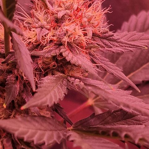 Original Auto White Widow growlog timeline photo