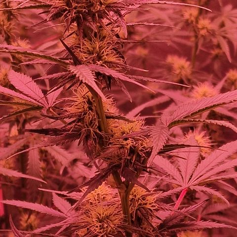 Apple Strudel  Auto growlog timeline photo
