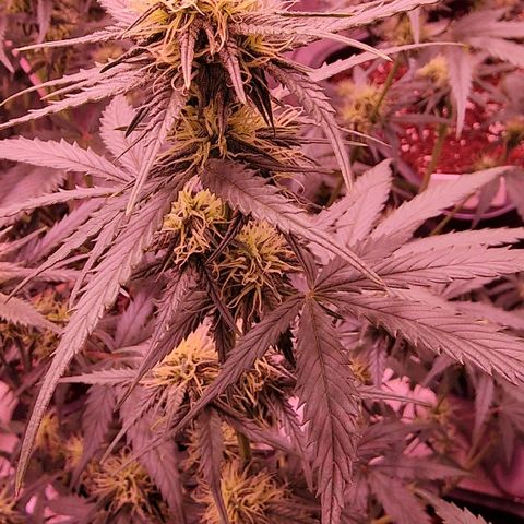 Apple Strudel  Auto growlog timeline photo