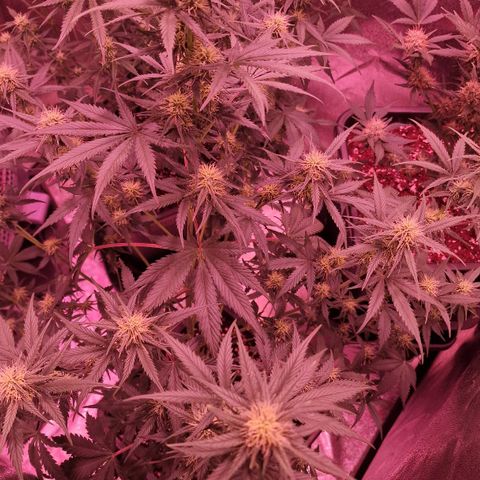 Apple Strudel  Auto growlog timeline photo