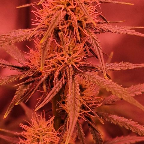 Original Auto OG Kush growlog timeline photo