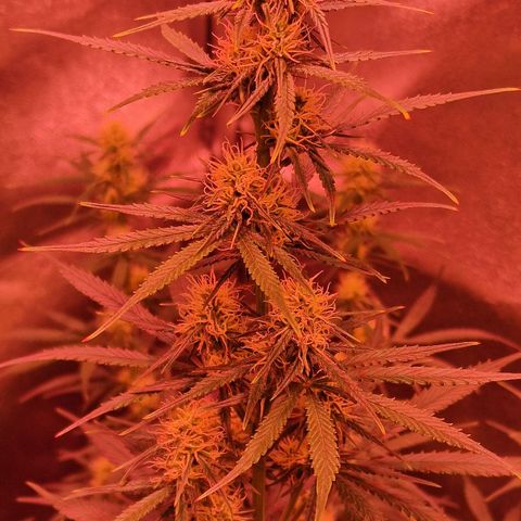 Original Auto OG Kush growlog timeline photo
