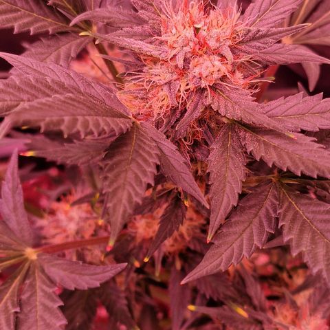 Original Auto White Widow growlog timeline photo