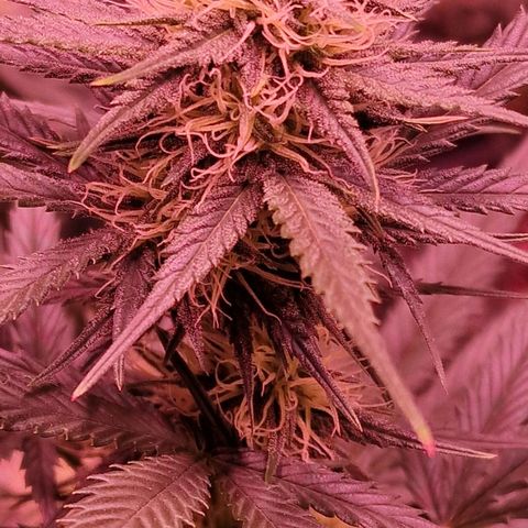 Apple Strudel  Auto growlog timeline photo