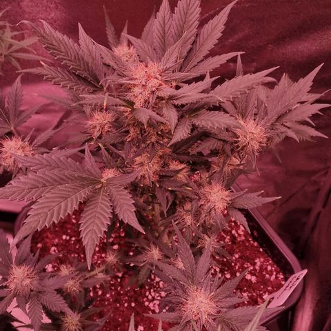 Original Auto White Widow growlog timeline photo