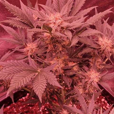 Original Auto White Widow growlog timeline photo