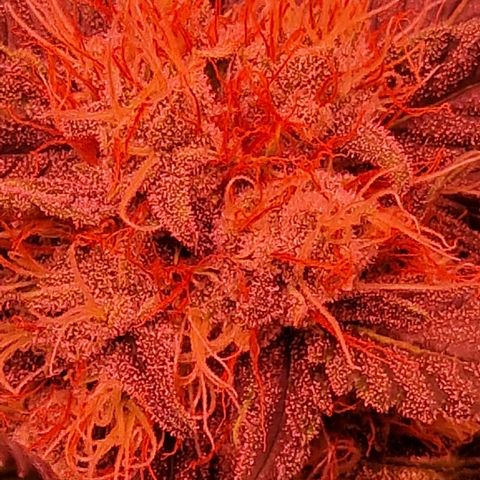 Original Auto White Widow growlog timeline photo