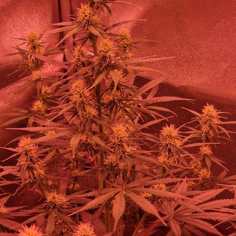 Original Auto OG Kush growlog timeline photo