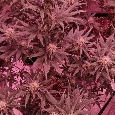 Apple Strudel  Auto growlog timeline photo