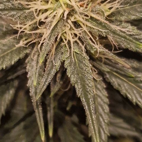 Apple Strudel  Auto growlog timeline photo