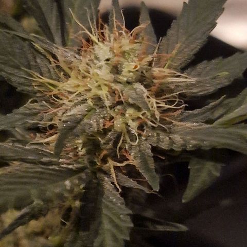Original Auto White Widow growlog timeline photo