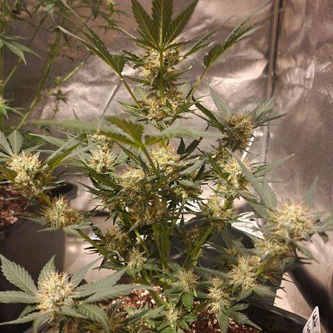 Original Auto White Widow growlog timeline photo