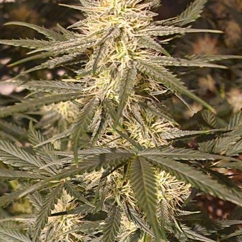 Apple Strudel  Auto growlog timeline photo