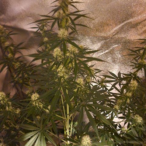 Original Auto OG Kush growlog timeline photo